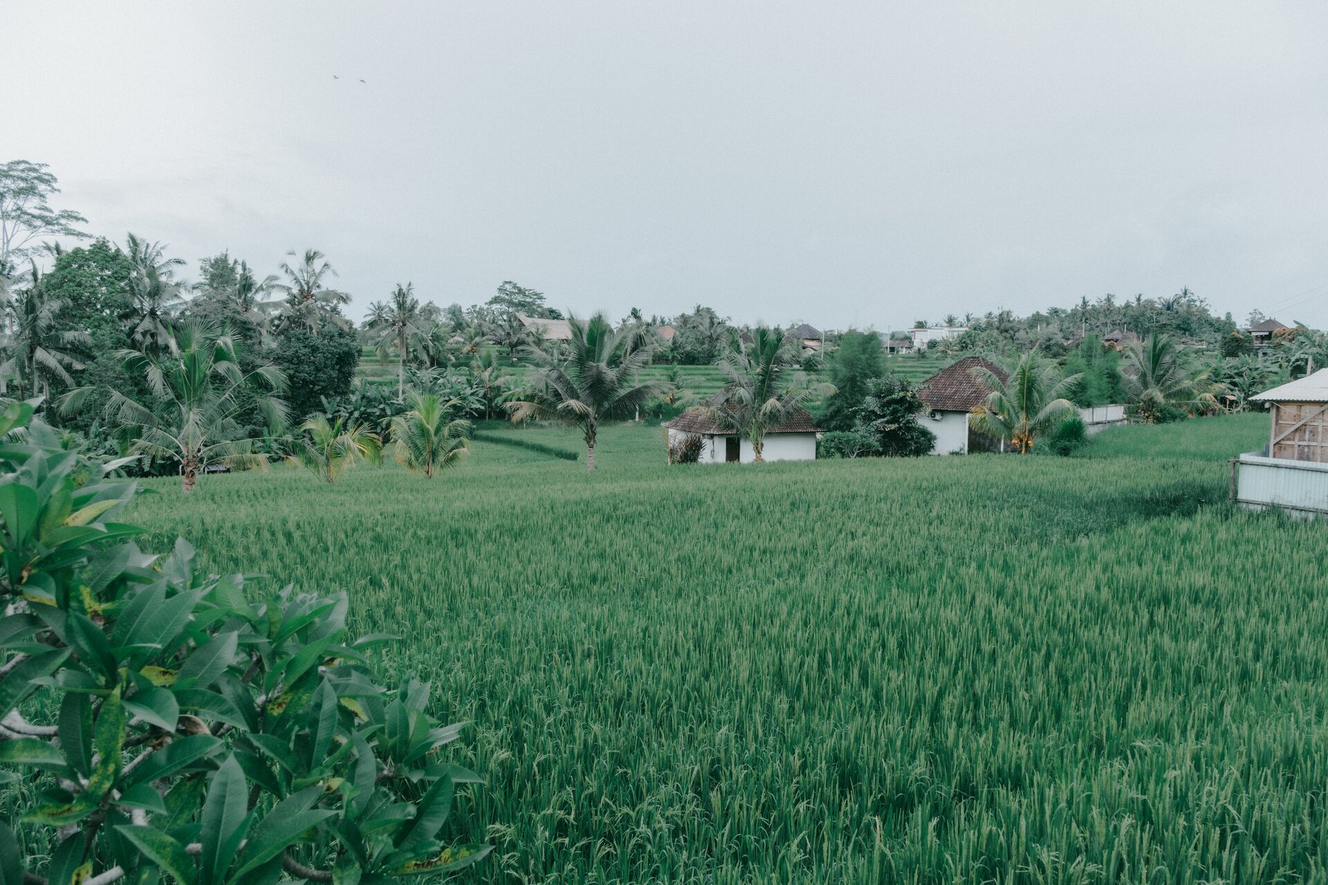 campuhan ridge walk ricefields