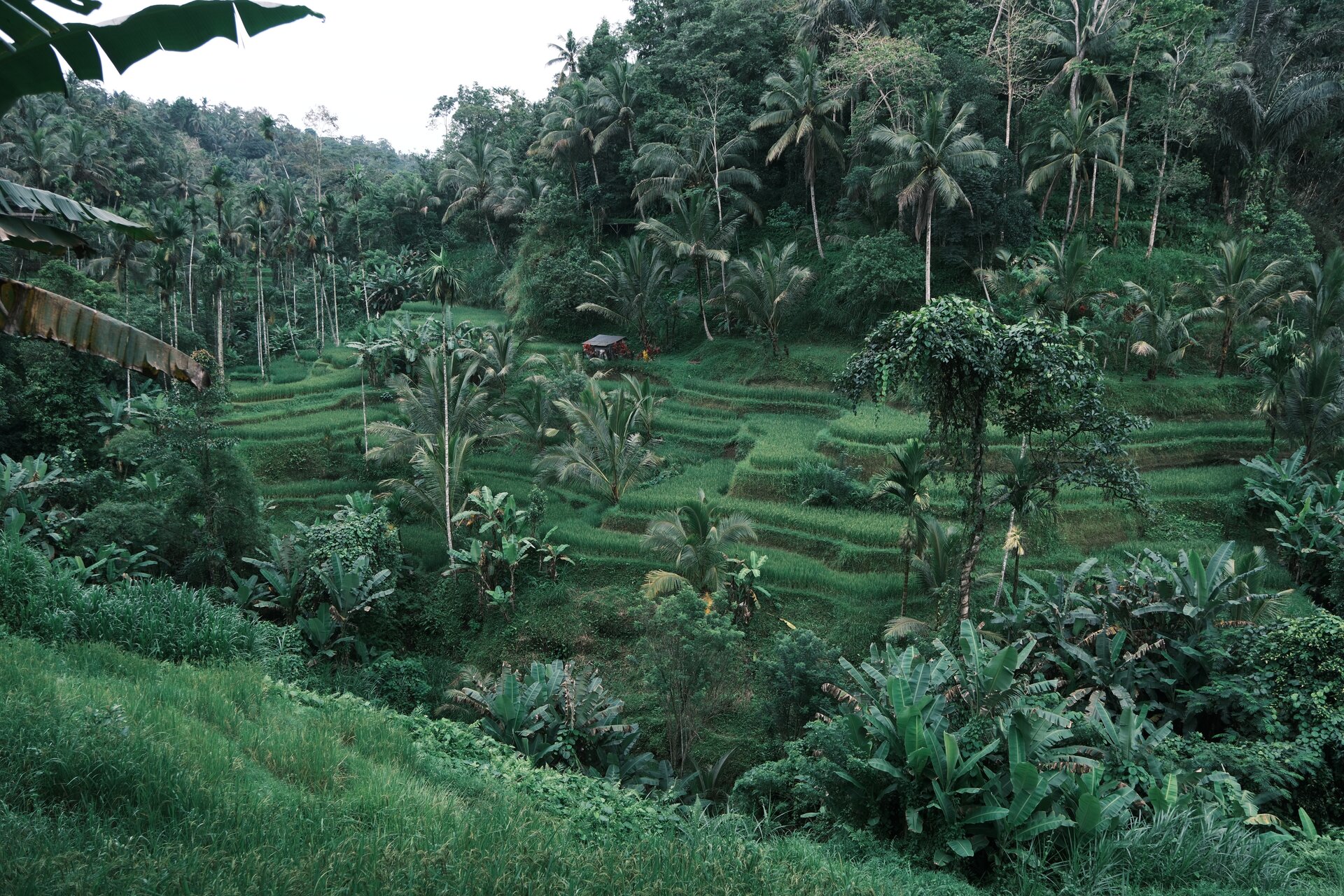 teggalang ricefields