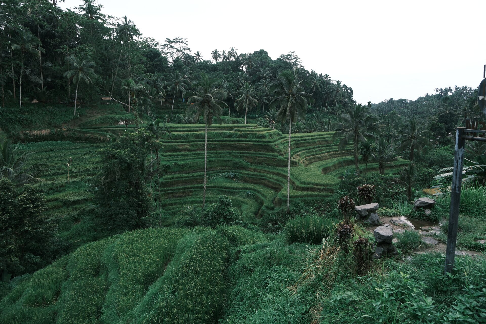 tegallalang rice fields