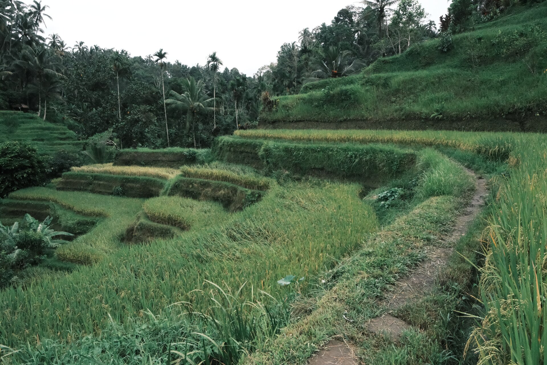 rice crop
