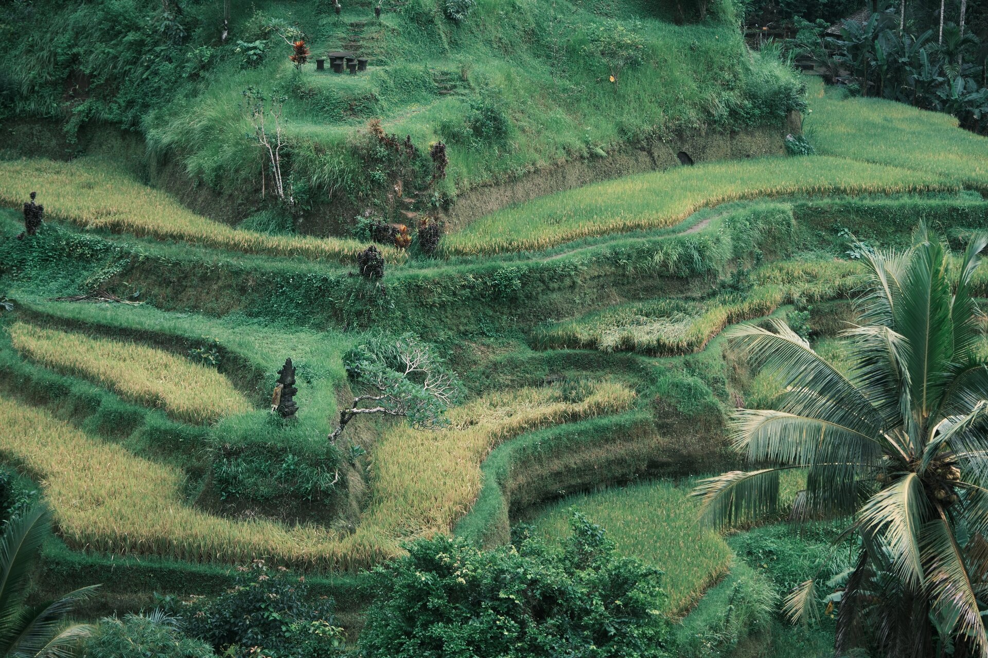 taggalalang ricefields
