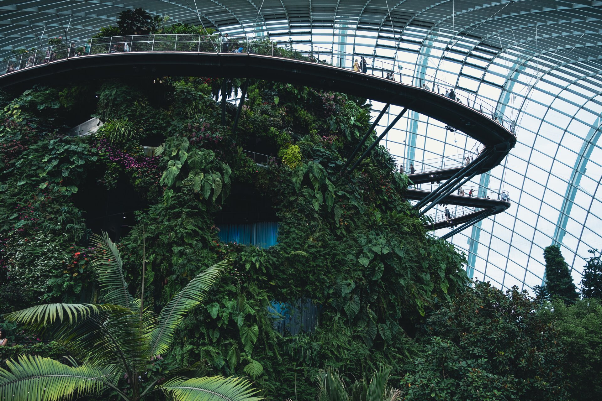 cloud forest