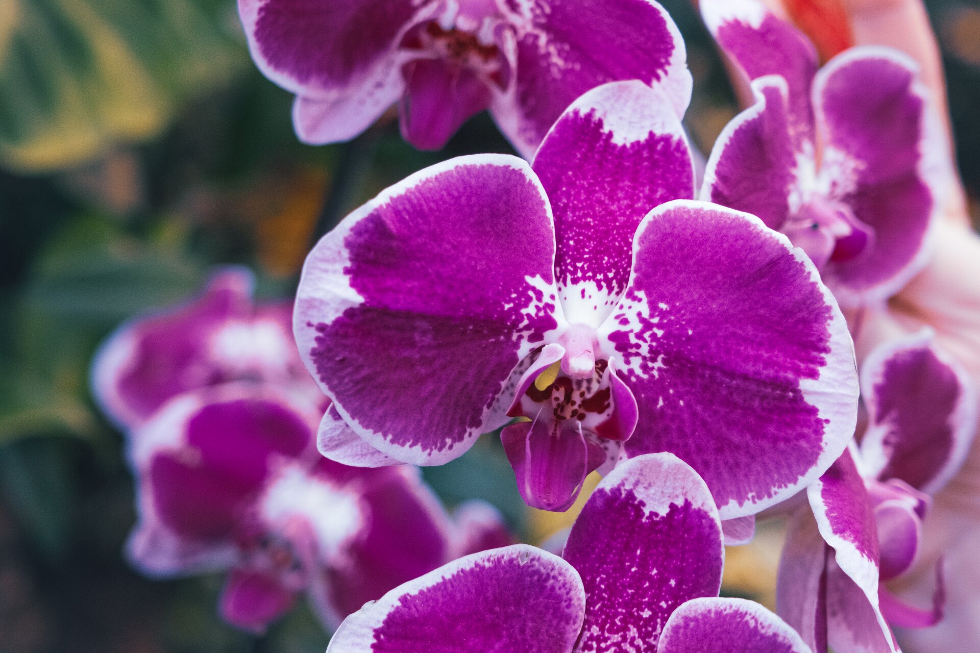 purple orchids