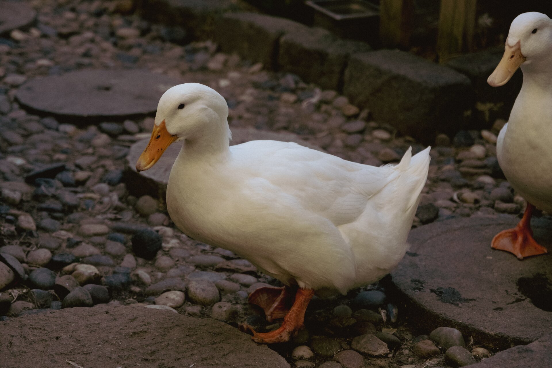duck