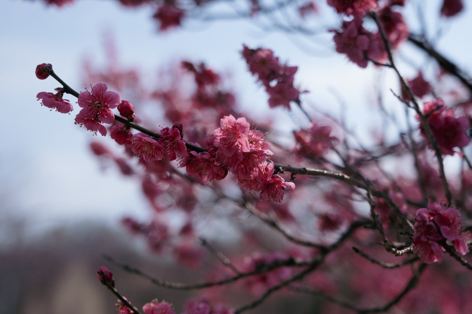 plum blossoms
