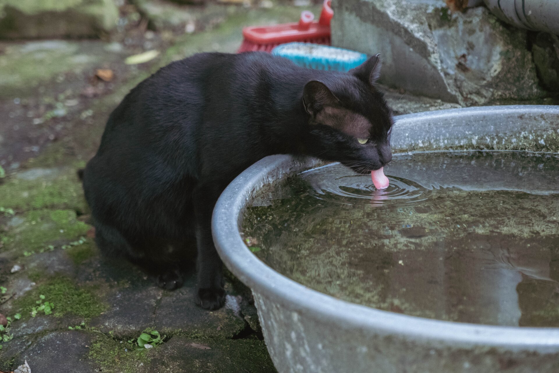 drinking cat