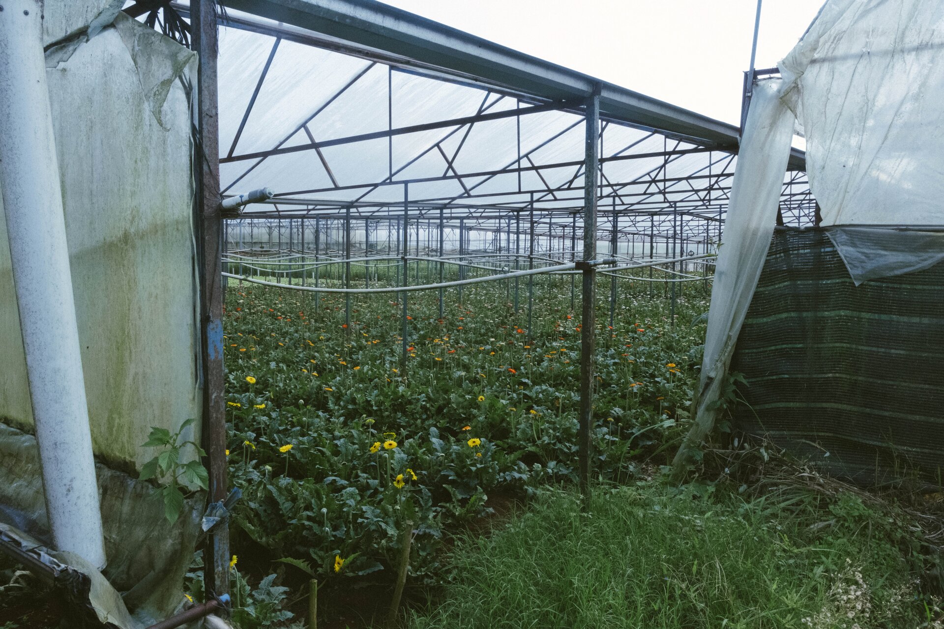 flower greenhouse