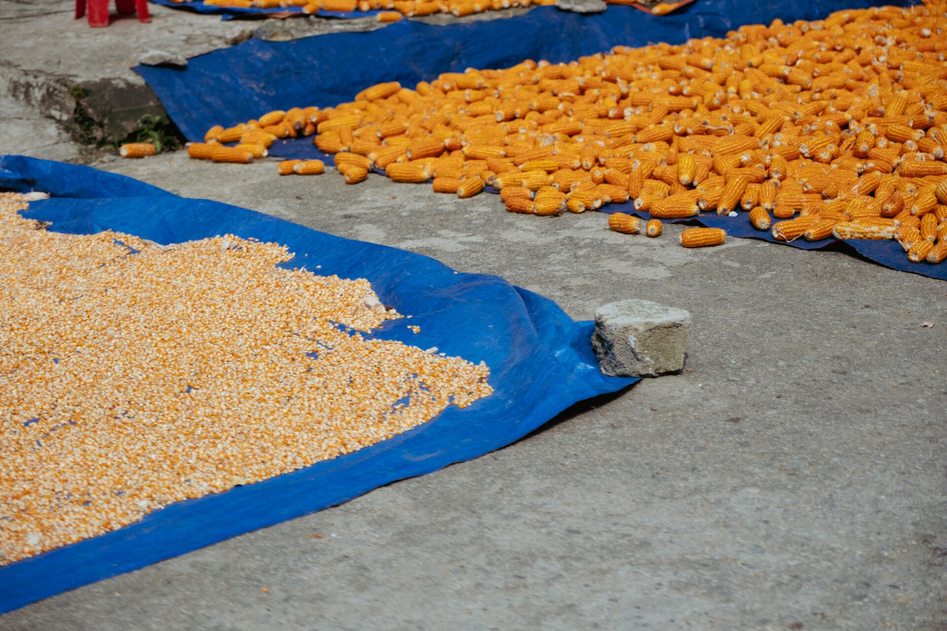 drying corn
