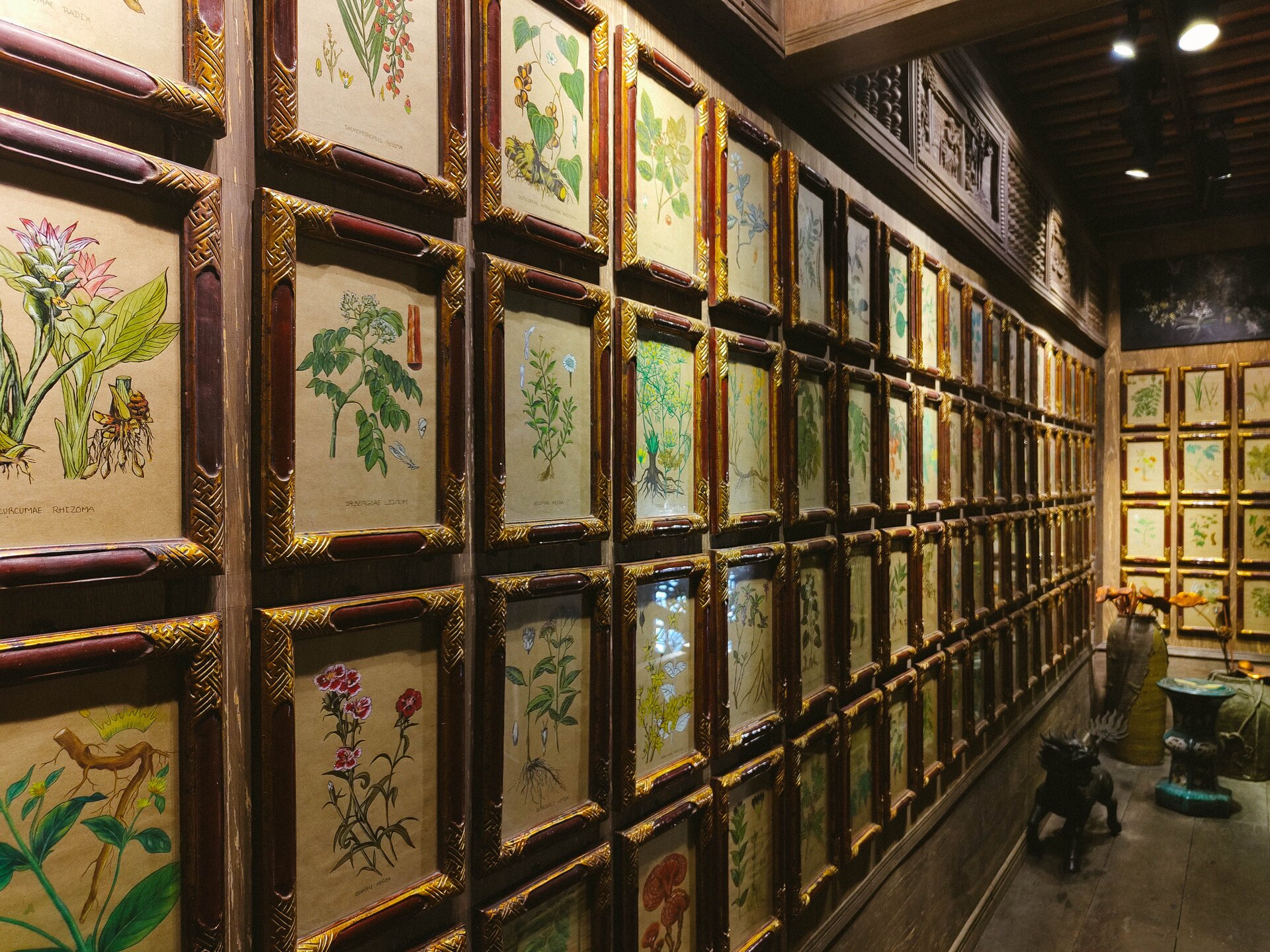 botanical illustrations