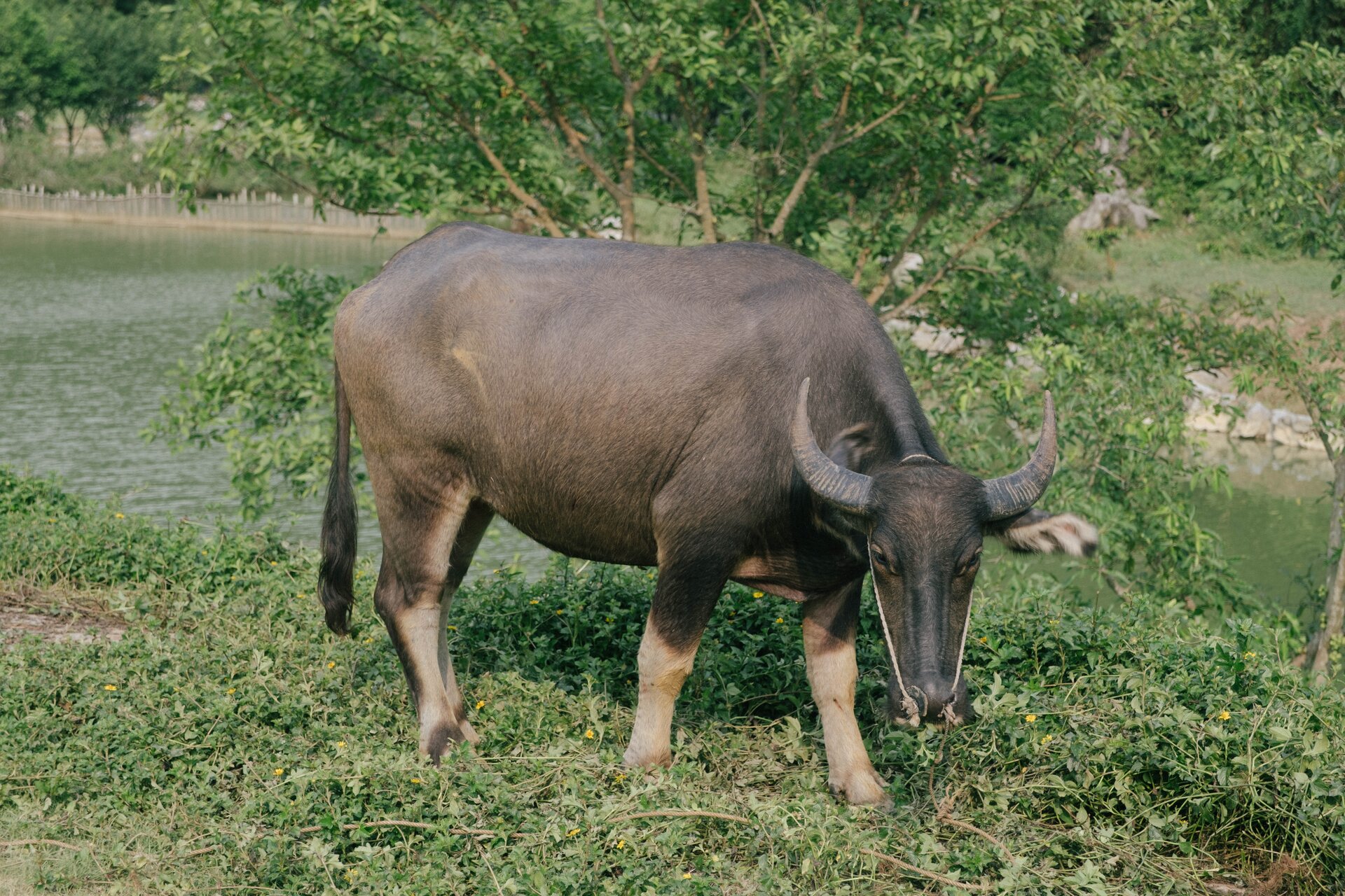 water buffalo