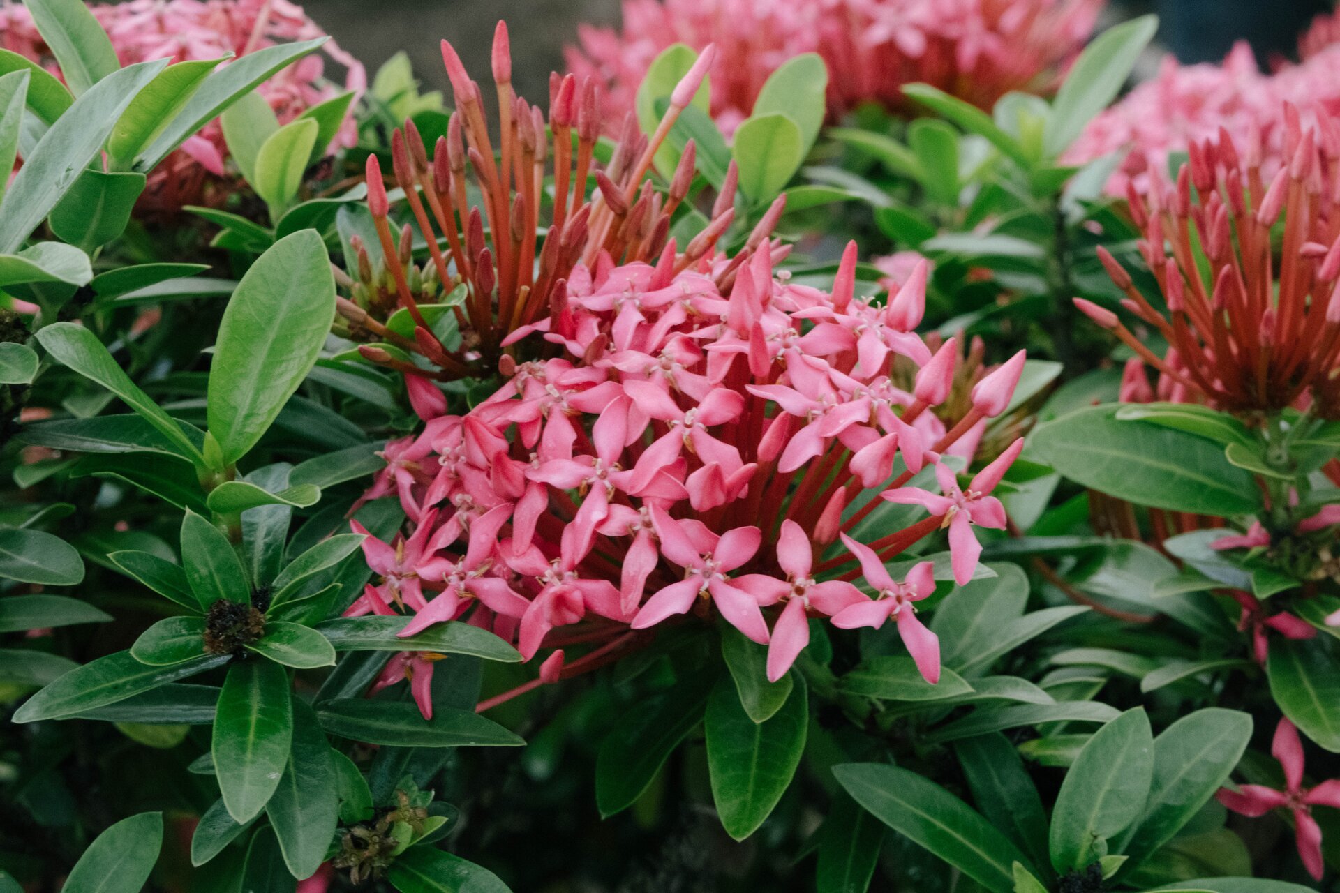 ixora coccinea