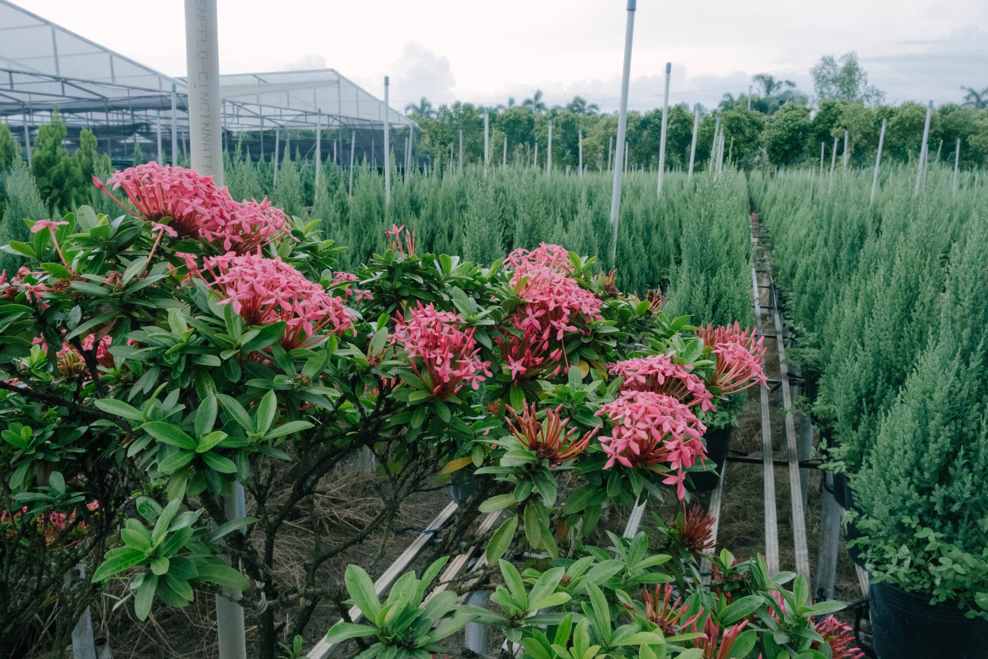 ixora coccinea