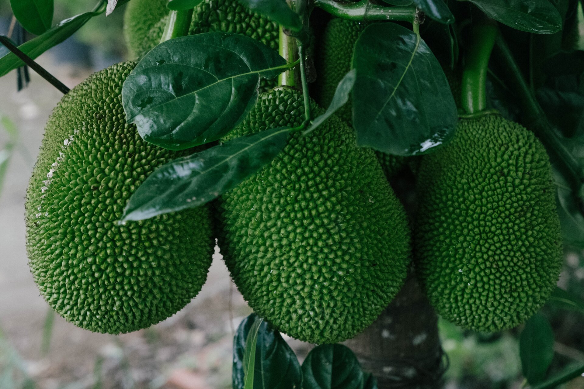 jackfruits