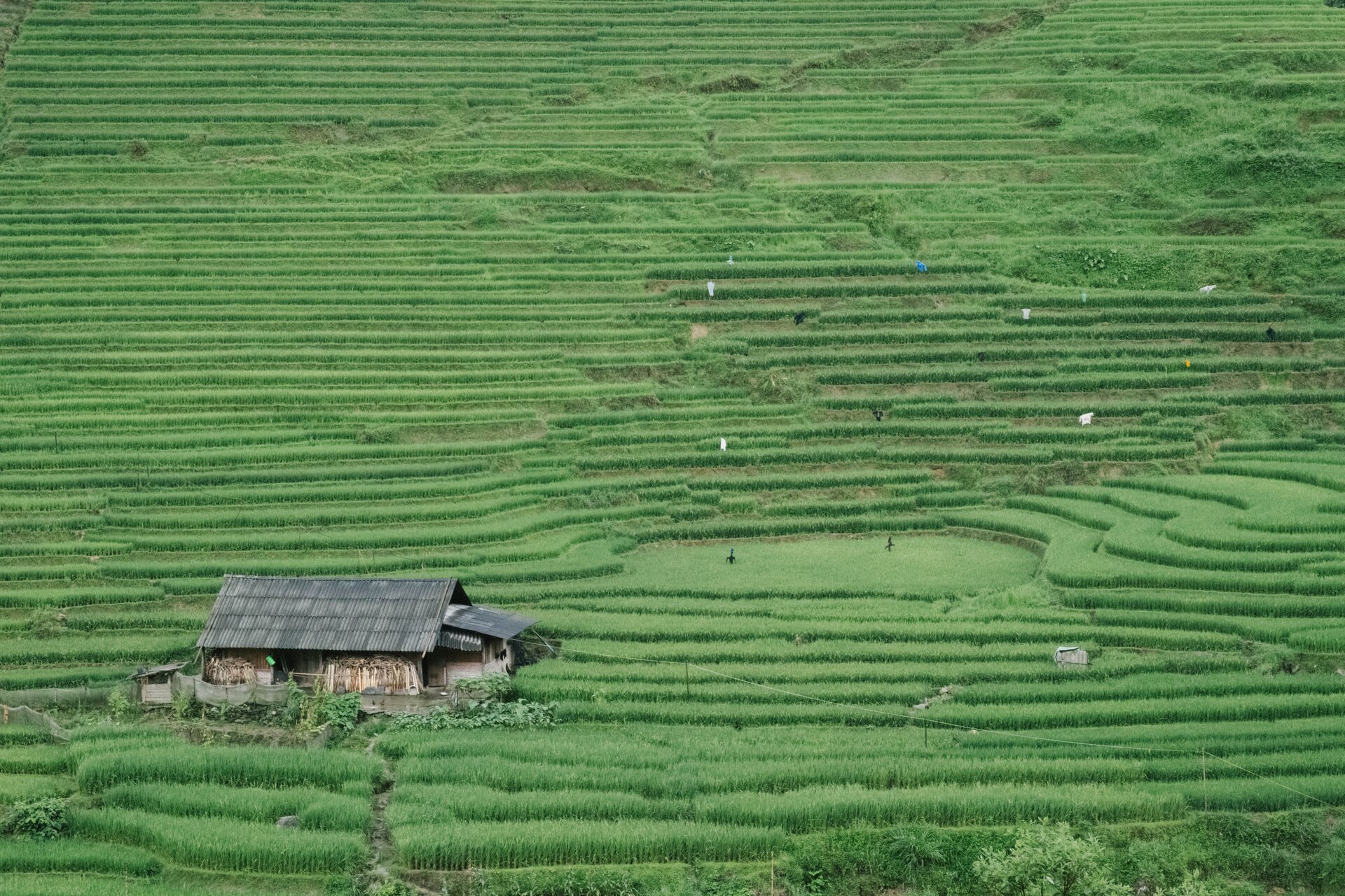 house ricefields
